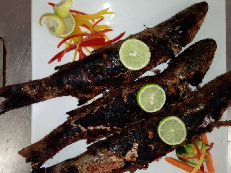 Grey Mullet Fish
