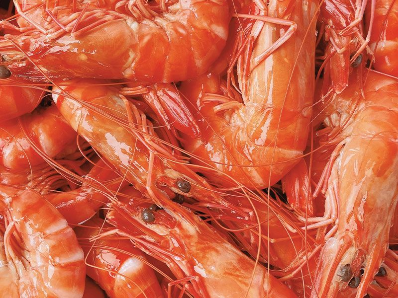 Jumbo Prawn