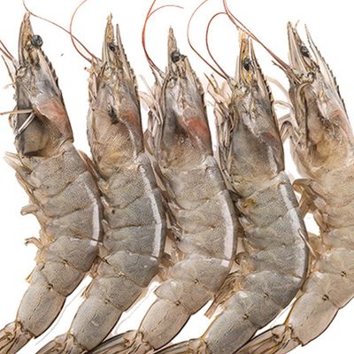 جمبري طازج ني متوسط