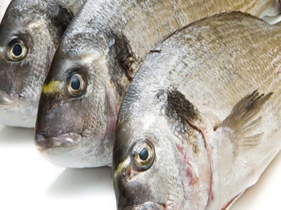 Gilthead Bream Fish