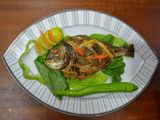 Gilthead Bream Fish