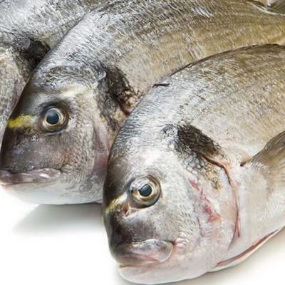 Gilthead Bream