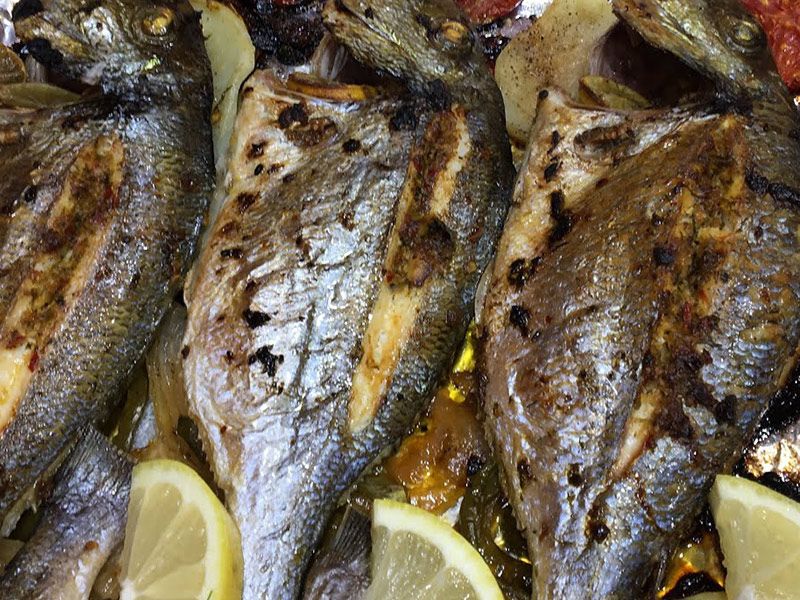 Singary Gilthead Bream Fish