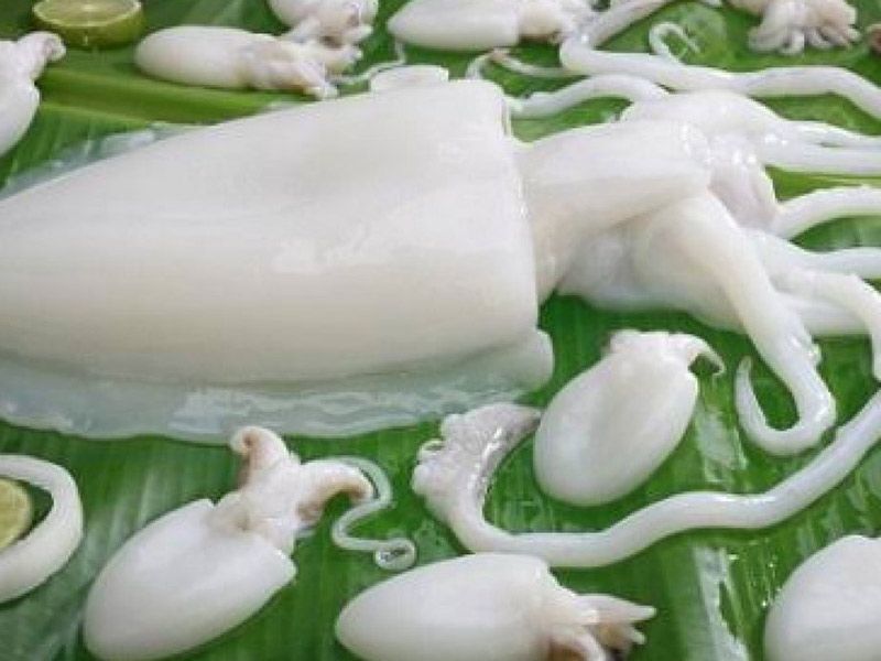 kilo squid
