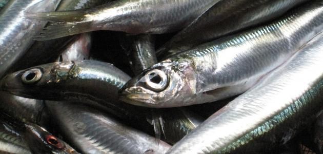 Plain Sardine Sandwich