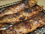 Mullet Fish