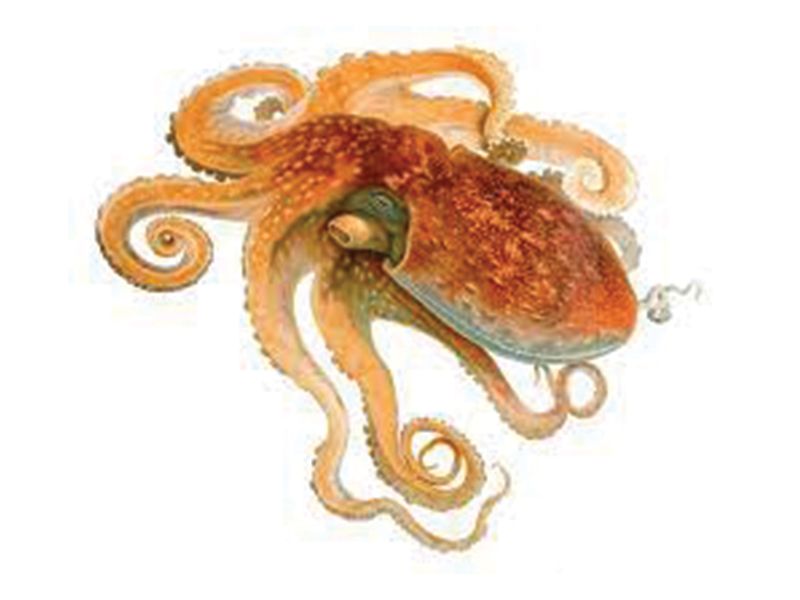 Octopus