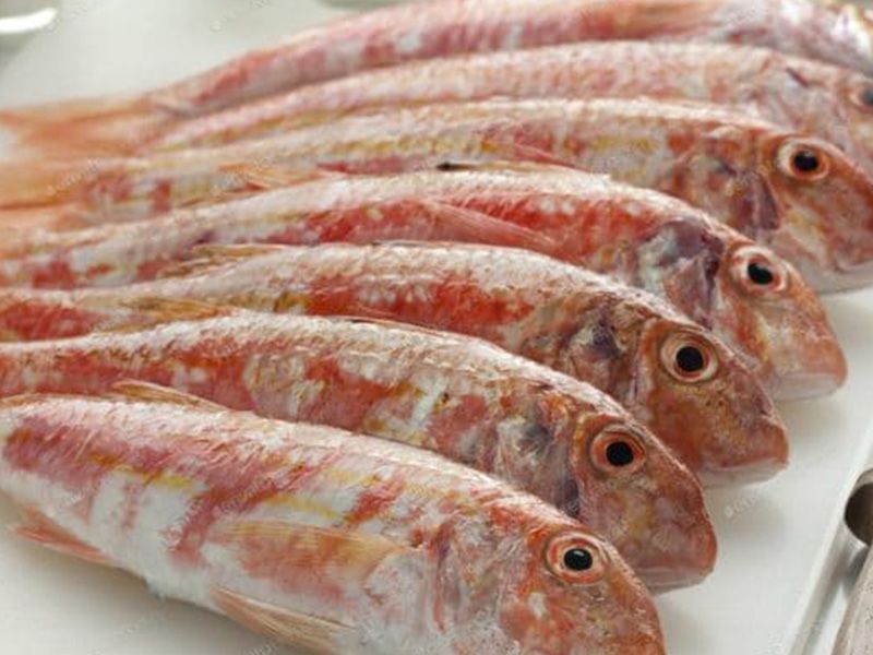 Red Mullet Fish
