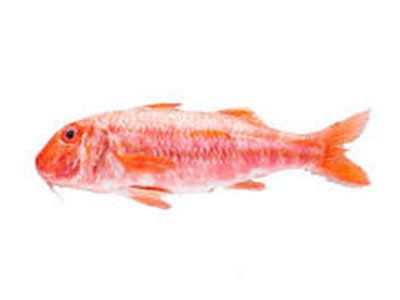 Red Bream Fish