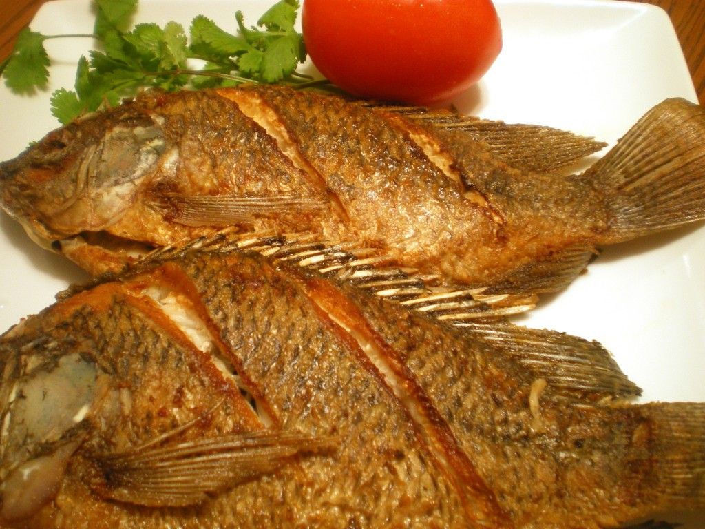 Tilapia Fish