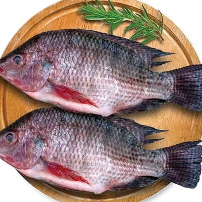 سمك بلطي نيء طازج