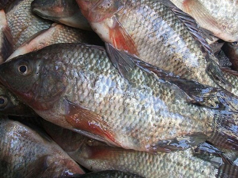 Tilapia Fish