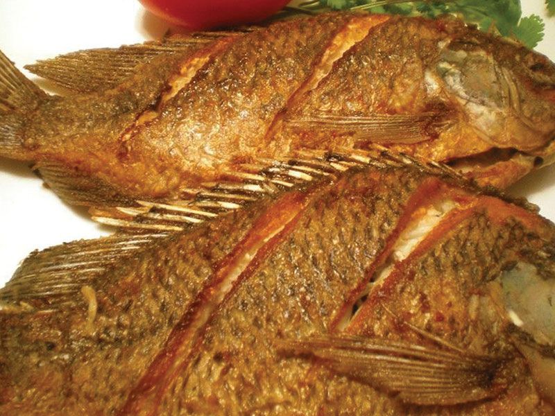 Tilapia Fish