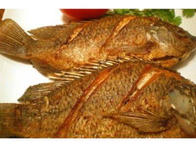Tilapia Fish