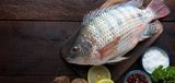 Tilapia Fish
