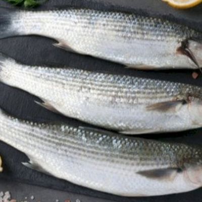 Grey Mullet Fish