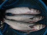 Grey Mullet Fish