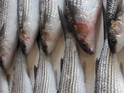 Grey Mullet Fish