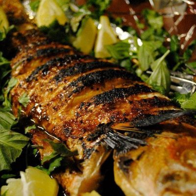 Grey Mullet Fish