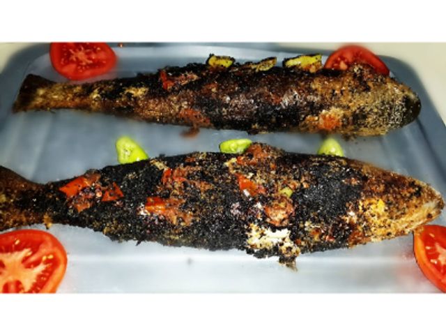 Grey Mullet Fish