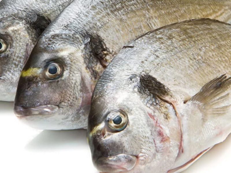 Gilthead Bream Fish
