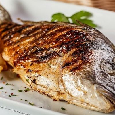 Gilthead Bream Fish