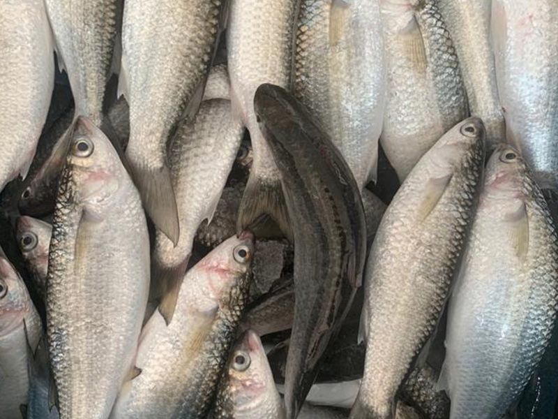 Keeled Mullet Fish