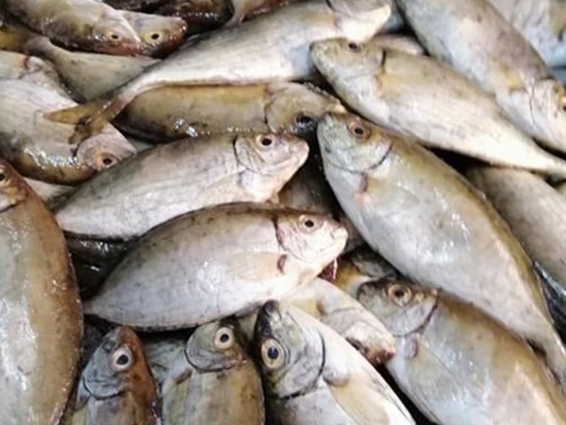 Siganus Fish