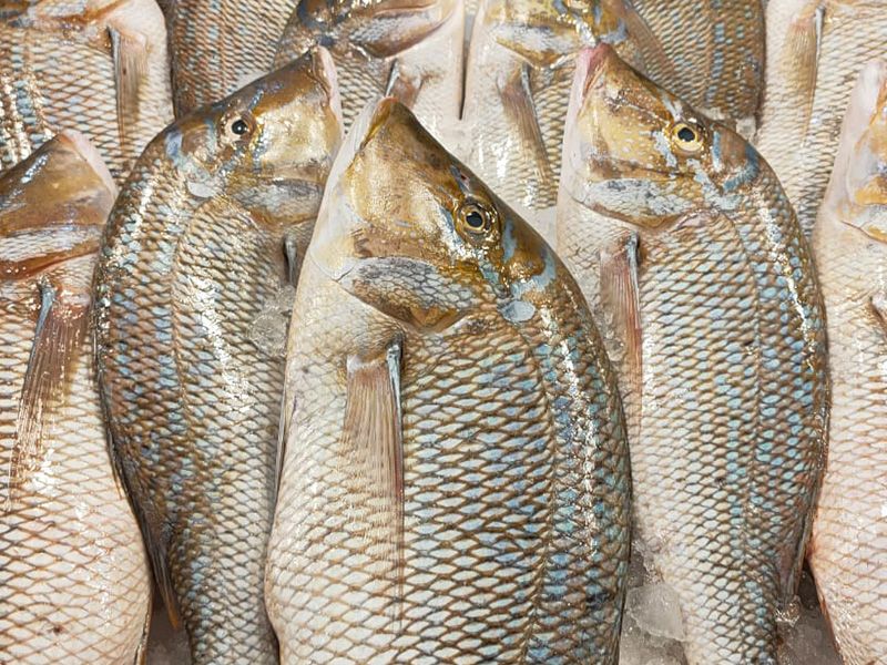 Emperor Fish