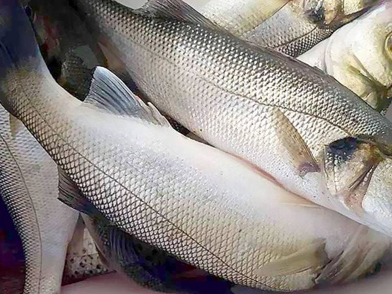 Sea Bass Fish