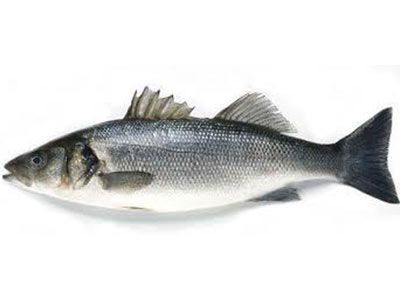 Sea Bass Fish Large