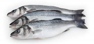 Sea Bass Fish