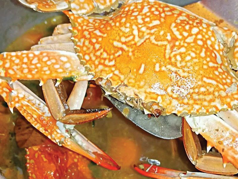 crab female