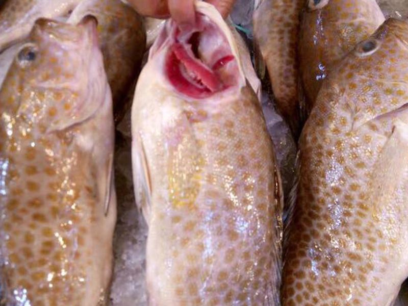 Koshar Fish