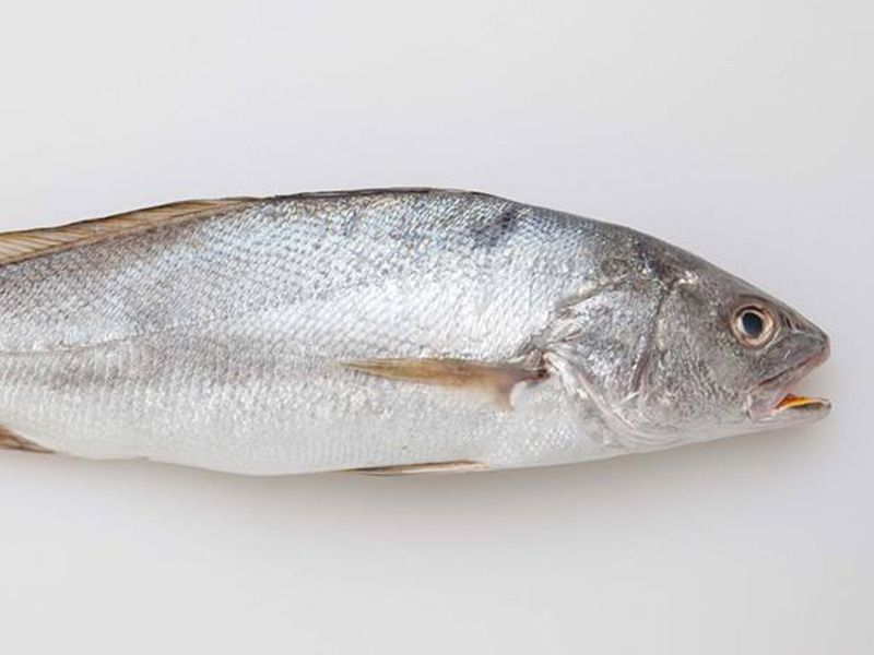 Croaker Fish