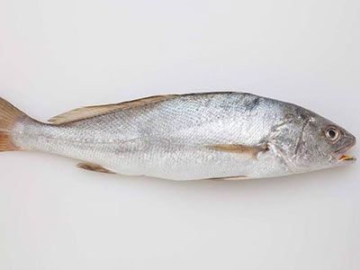 Croaker Fish