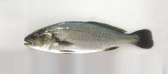 Croaker Fish