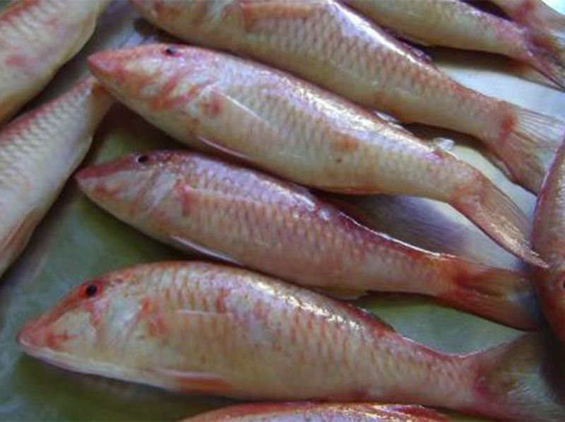 Sea Bream Fish