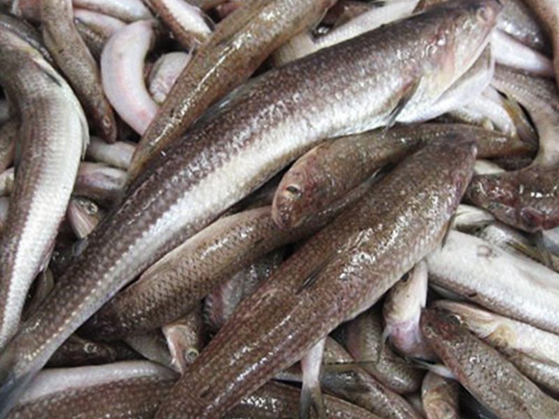Macaroni Fish
