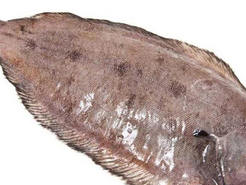 Sole Fish
