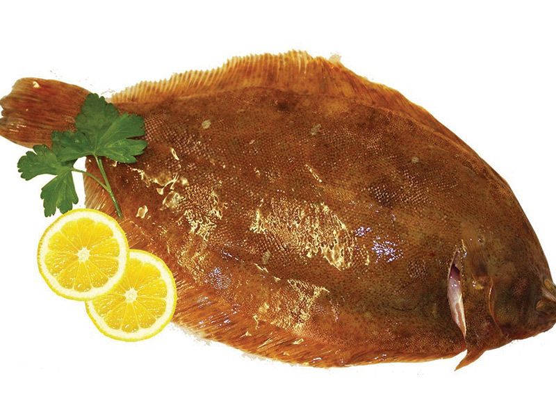 Sole Fish