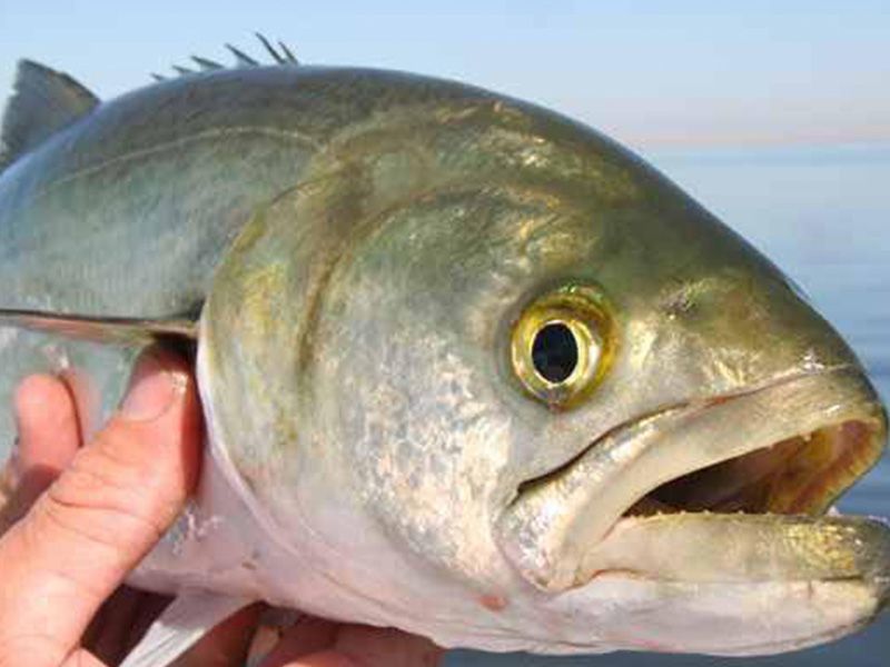 Blue Fish