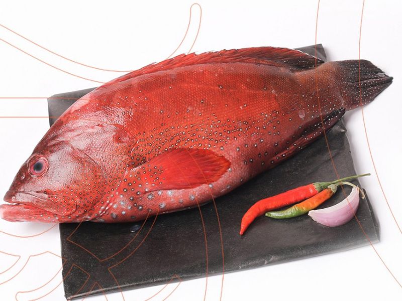 Coral Trout Fish