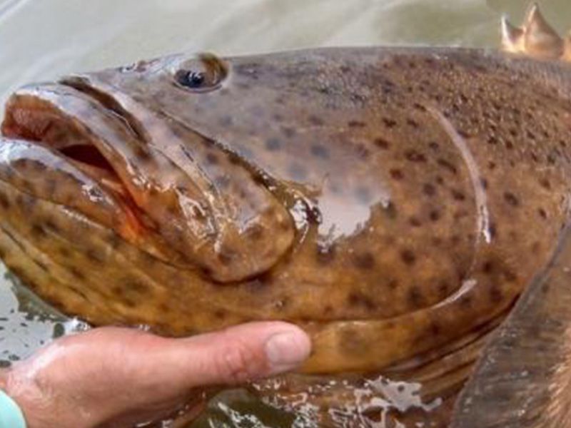 Hamour Fish