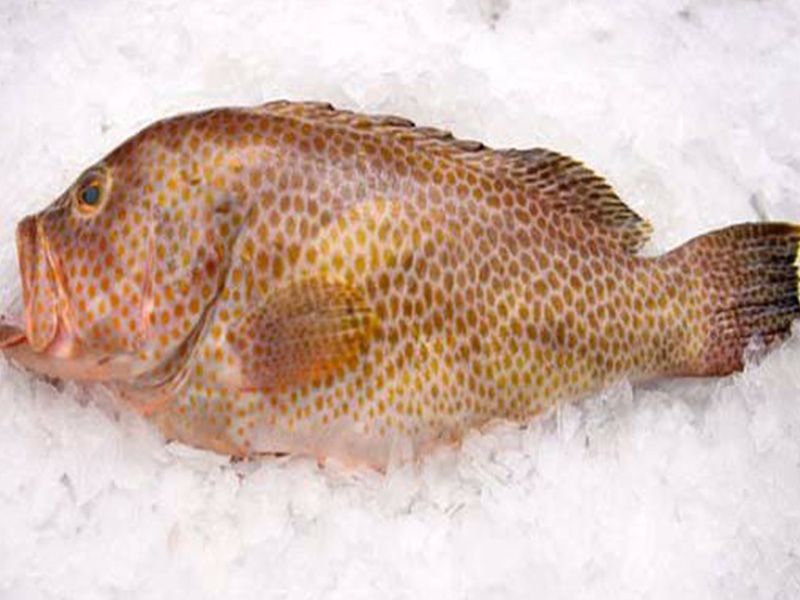 Grouper Fish