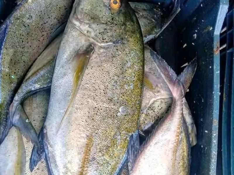 Nile Perch Fish