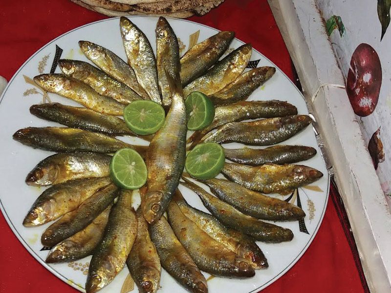 Keeled Mullet Fish