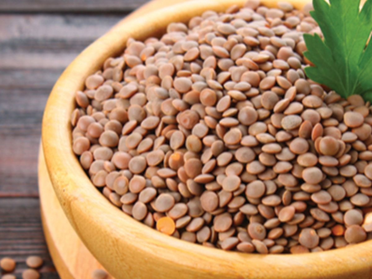 Lentil