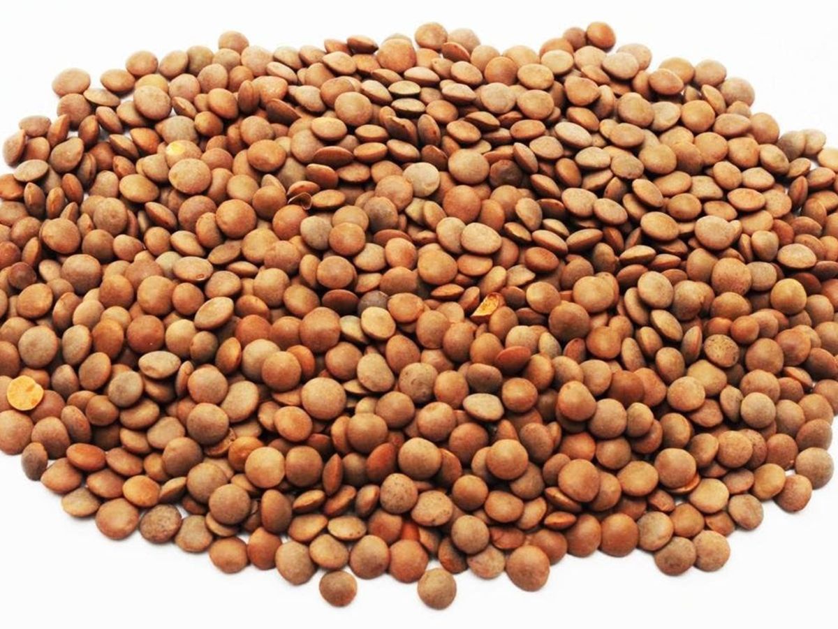 lentil