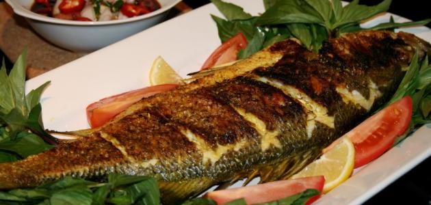 Grey Mullet Fish